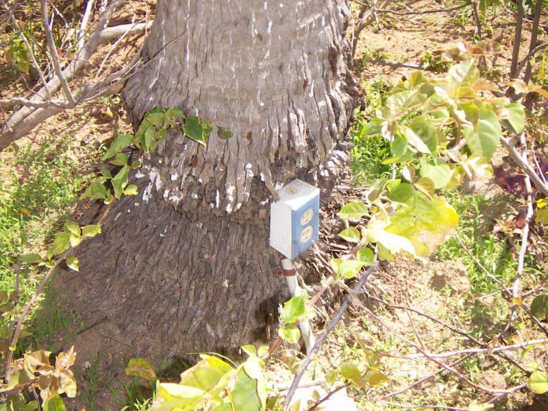 Receptacles/Switches in trees??? Information by Electrical